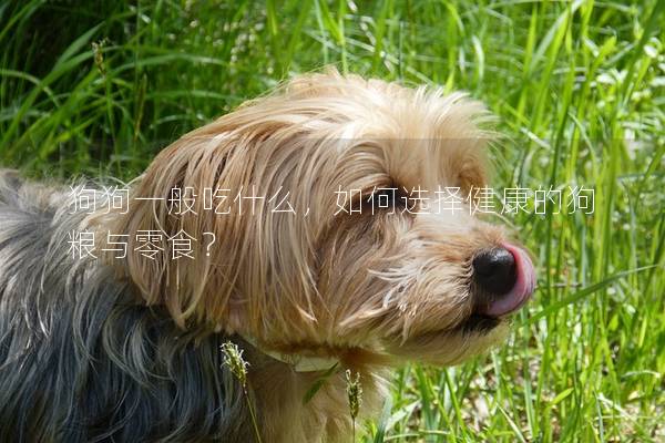 狗狗一般吃什么，如何选择健康的狗粮与零食？