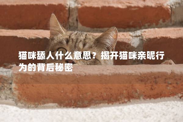 猫咪舔人什么意思？揭开猫咪亲昵行为的背后秘密