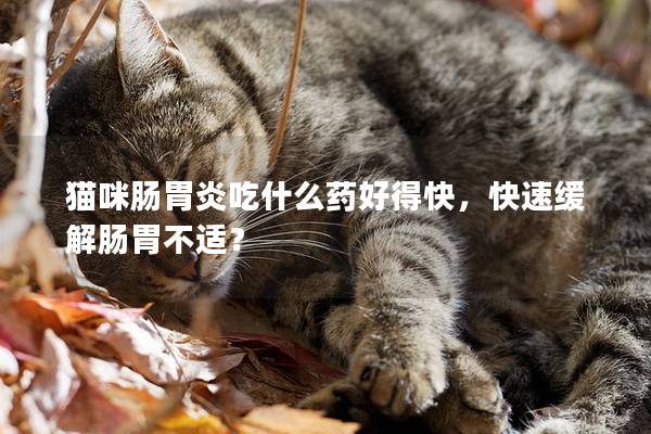 猫咪肠胃炎吃什么药好得快，快速缓解肠胃不适？