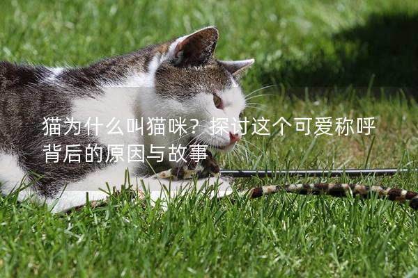 猫为什么叫猫咪？探讨这个可爱称呼背后的原因与故事