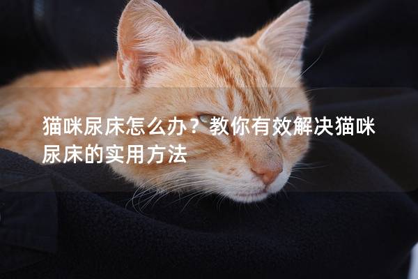猫咪尿床怎么办？教你有效解决猫咪尿床的实用方法