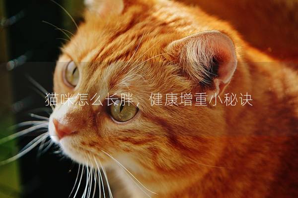 猫咪怎么长胖，健康增重小秘诀
