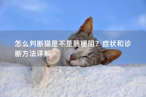 怎么判断猫是不是肠梗阻？症状和诊断方法详解