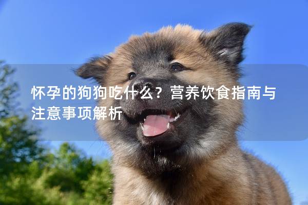 怀孕的狗狗吃什么？营养饮食指南与注意事项解析