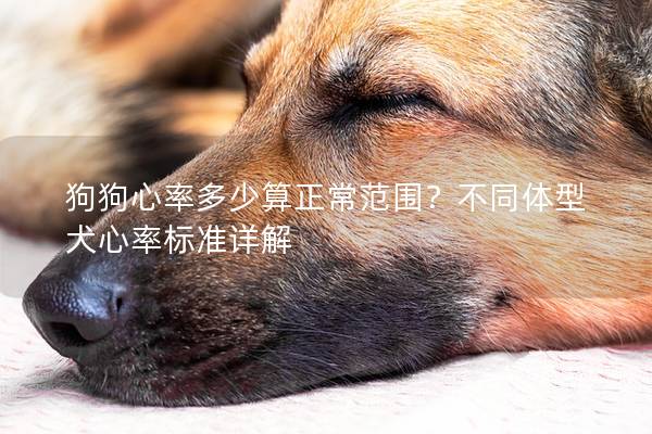 狗狗心率多少算正常范围？不同体型犬心率标准详解