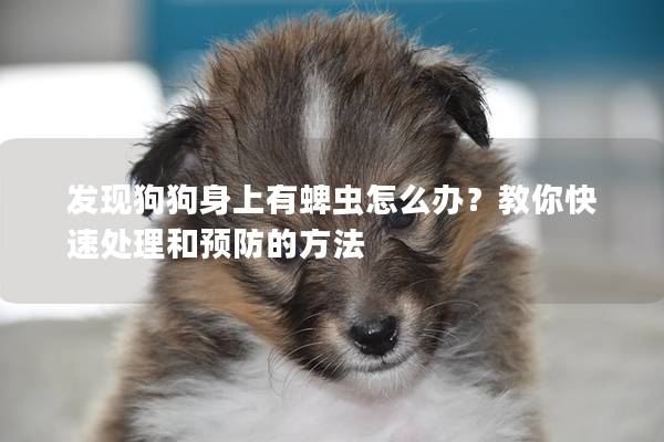 发现狗狗身上有蜱虫怎么办？教你快速处理和预防的方法