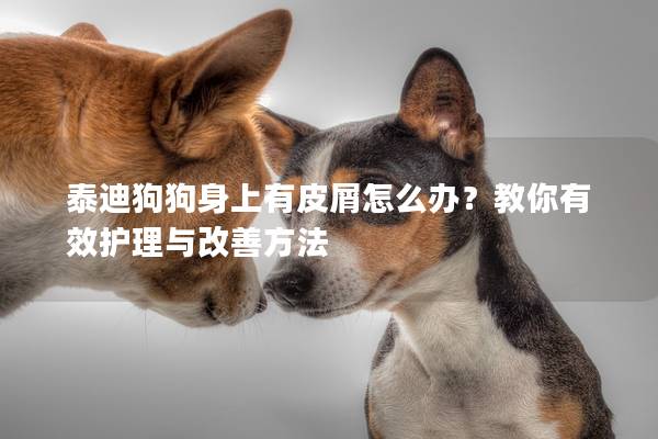 泰迪狗狗身上有皮屑怎么办？教你有效护理与改善方法