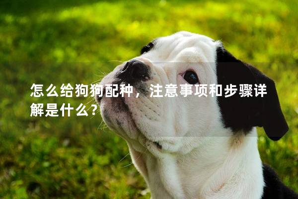 怎么给狗狗配种，注意事项和步骤详解是什么？