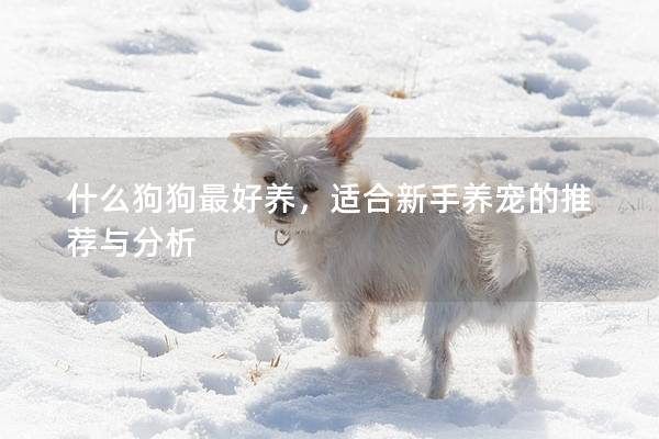 什么狗狗最好养，适合新手养宠的推荐与分析