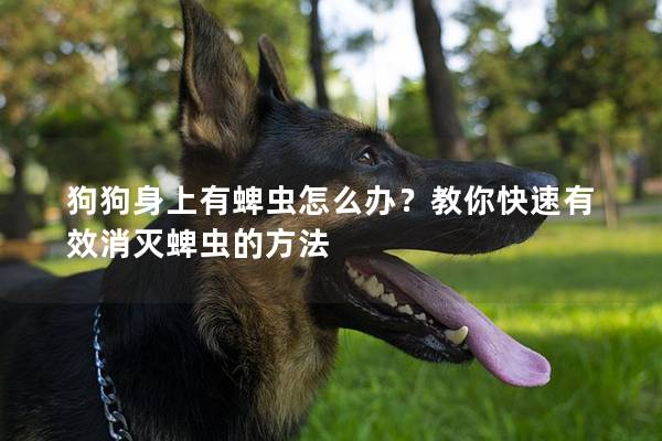 狗狗身上有蜱虫怎么办？教你快速有效消灭蜱虫的方法