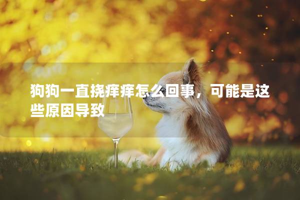 狗狗一直挠痒痒怎么回事，可能是这些原因导致