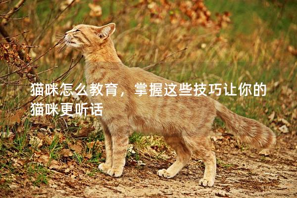 猫咪怎么教育，掌握这些技巧让你的猫咪更听话