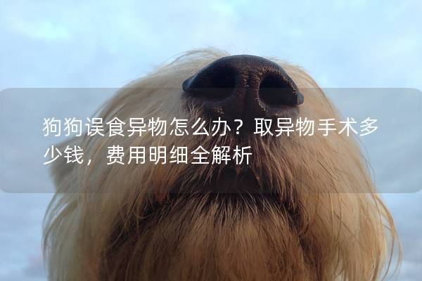 狗狗误食异物怎么办？取异物手术多少钱，费用明细全解析