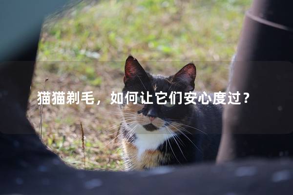 猫猫剃毛，如何让它们安心度过？