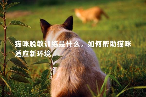 猫咪脱敏训练是什么，如何帮助猫咪适应新环境