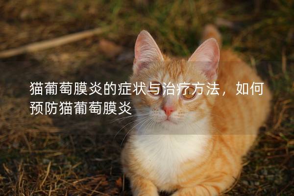 猫葡萄膜炎的症状与治疗方法，如何预防猫葡萄膜炎
