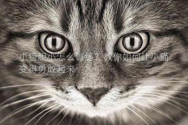 小猫胆小怎么训练？教你如何让小猫变得勇敢起来