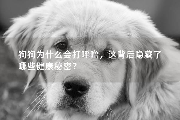 狗狗为什么会打呼噜，这背后隐藏了哪些健康秘密？
