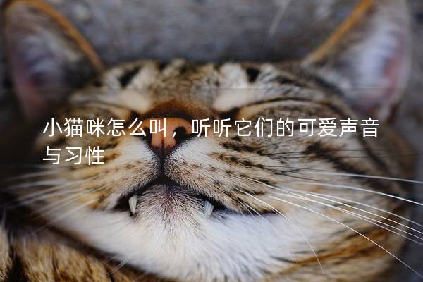 小猫咪怎么叫，听听它们的可爱声音与习性