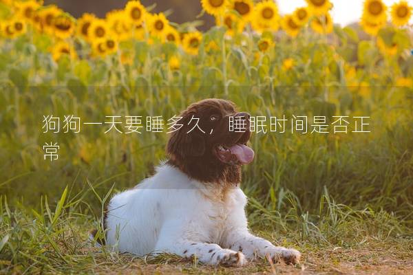狗狗一天要睡多久，睡眠时间是否正常
