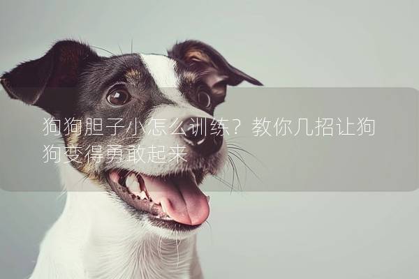 狗狗胆子小怎么训练？教你几招让狗狗变得勇敢起来