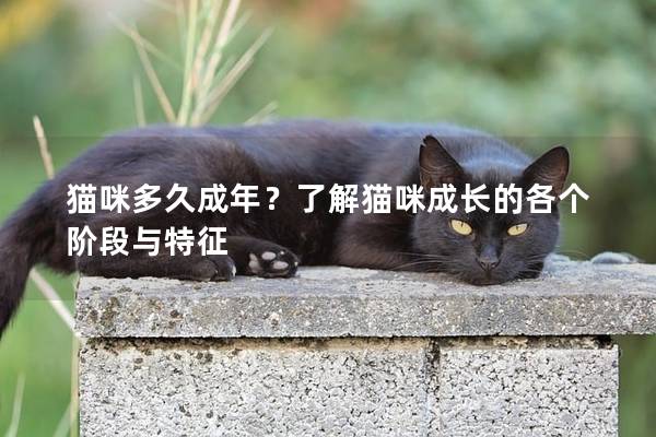 猫咪多久成年？了解猫咪成长的各个阶段与特征