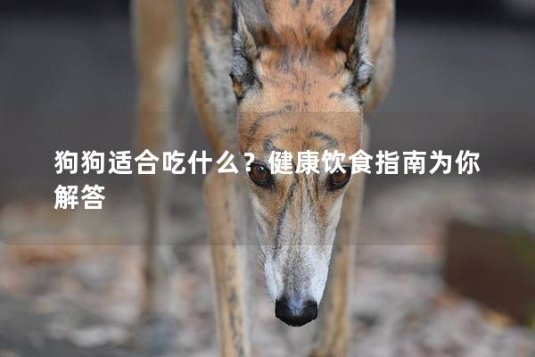 狗狗适合吃什么？健康饮食指南为你解答