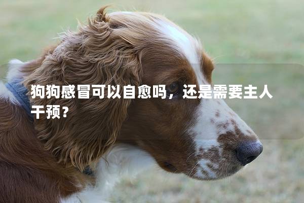 狗狗感冒可以自愈吗，还是需要主人干预？