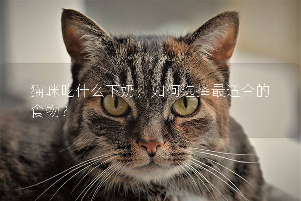 猫咪吃什么下奶，如何选择最适合的食物？