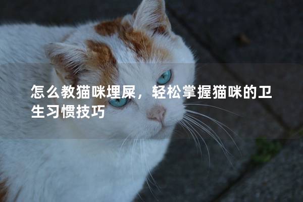 怎么教猫咪埋屎，轻松掌握猫咪的卫生习惯技巧