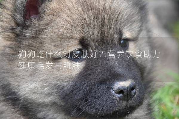 狗狗吃什么对皮肤好？营养饮食助力健康毛发与肌肤