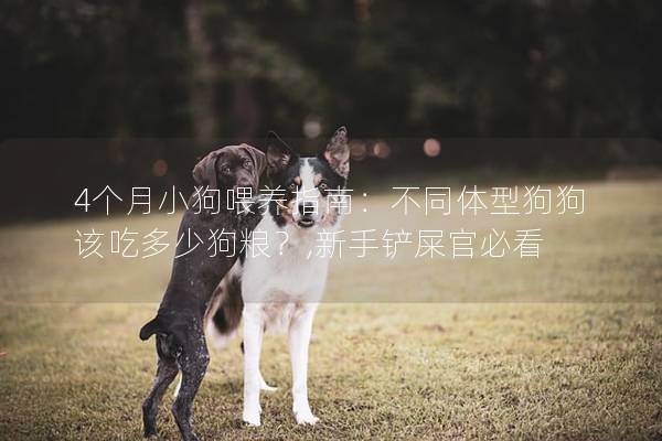 4个月小狗喂养指南：不同体型狗狗该吃多少狗粮？,新手铲屎官必看