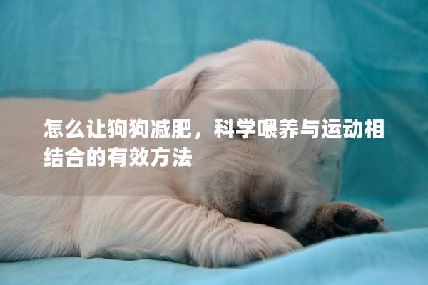 怎么让狗狗减肥，科学喂养与运动相结合的有效方法