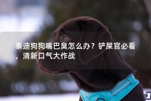 泰迪狗狗嘴巴臭怎么办？铲屎官必看，清新口气大作战