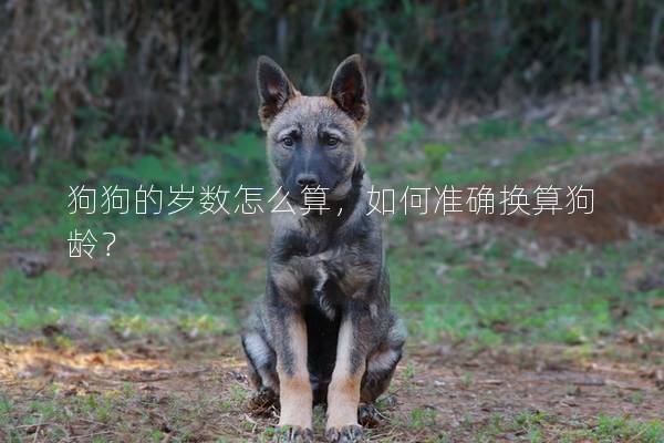 狗狗的岁数怎么算，如何准确换算狗龄？