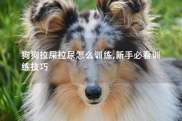 狗狗拉屎拉尿怎么训练,新手必看训练技巧