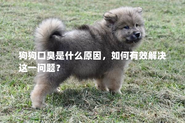 狗狗口臭是什么原因，如何有效解决这一问题？