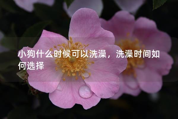 小狗什么时候可以洗澡，洗澡时间如何选择