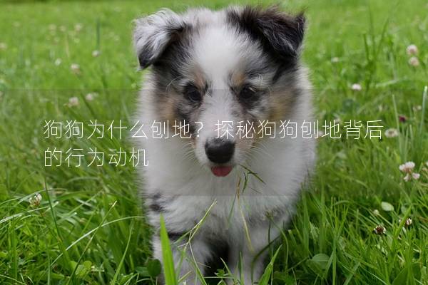狗狗为什么刨地？探秘狗狗刨地背后的行为动机