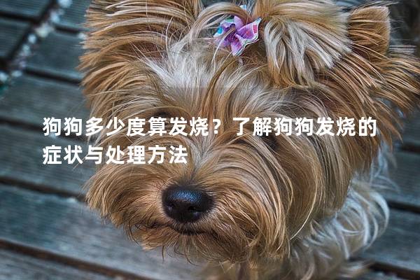 狗狗多少度算发烧？了解狗狗发烧的症状与处理方法