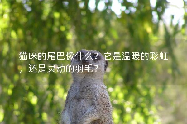 猫咪的尾巴像什么？它是温暖的彩虹，还是灵动的羽毛？