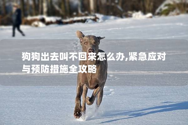 狗狗出去叫不回来怎么办,紧急应对与预防措施全攻略