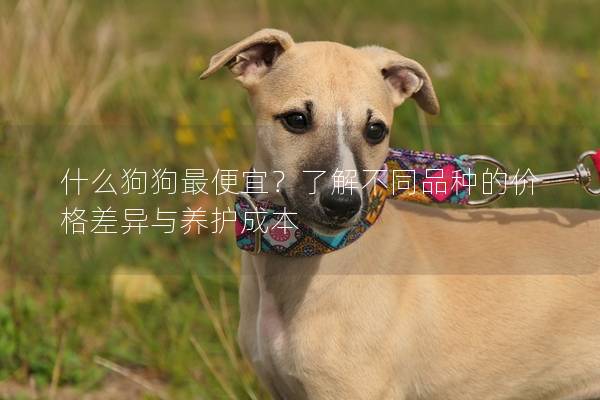 什么狗狗最便宜？了解不同品种的价格差异与养护成本