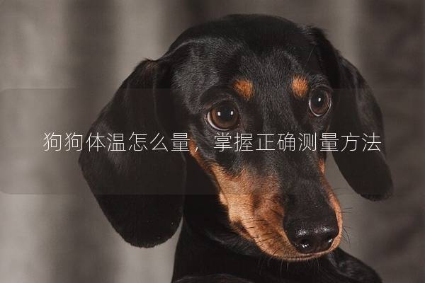 狗狗体温怎么量，掌握正确测量方法