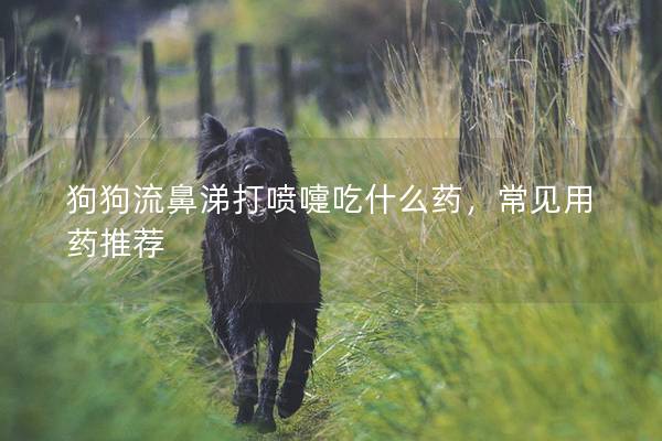 狗狗流鼻涕打喷嚏吃什么药，常见用药推荐