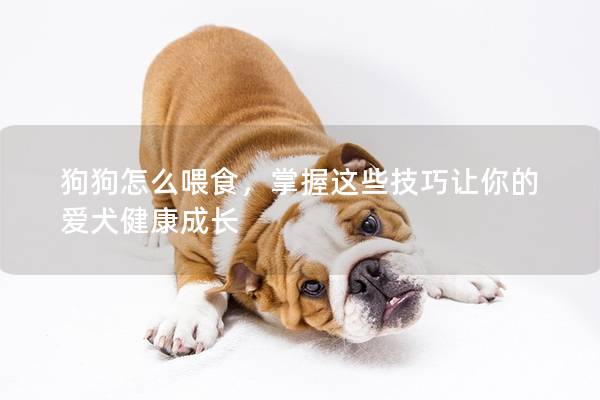 狗狗怎么喂食，掌握这些技巧让你的爱犬健康成长