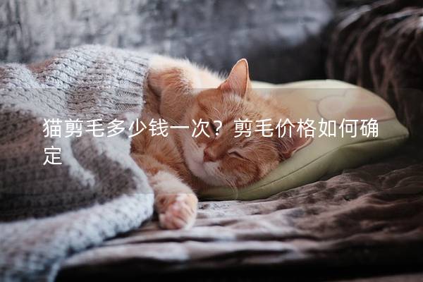 猫剪毛多少钱一次？剪毛价格如何确定