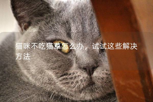 猫咪不吃猫草怎么办，试试这些解决方法