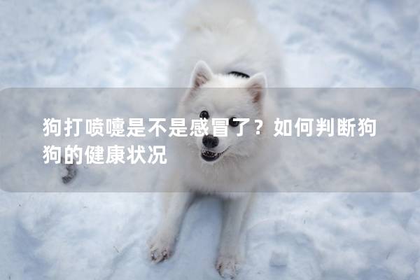 狗打喷嚏是不是感冒了？如何判断狗狗的健康状况