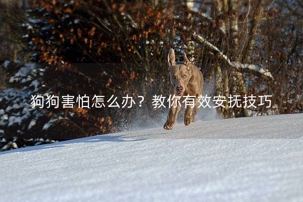 狗狗害怕怎么办？教你有效安抚技巧